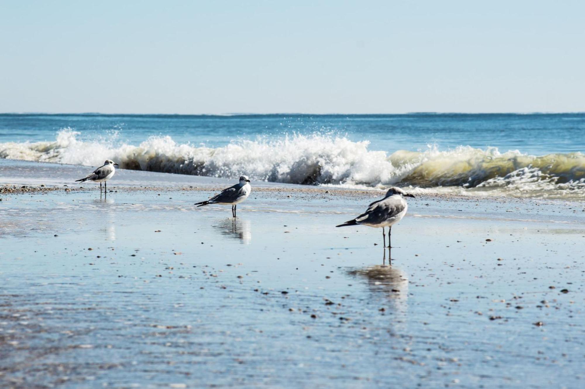 Super Cute With Deeded Beach Access Gulf Shores Eksteriør bilde