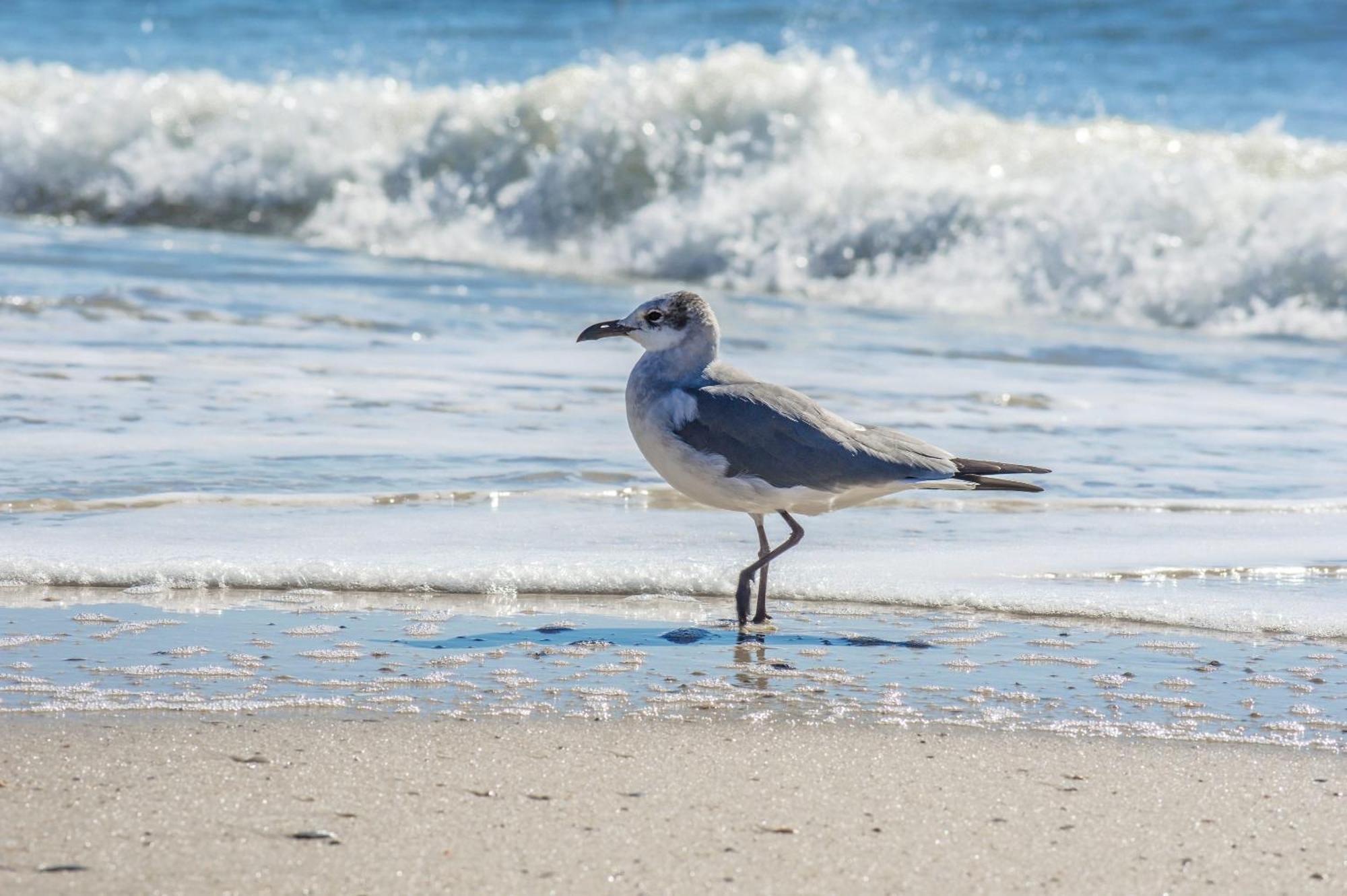 Super Cute With Deeded Beach Access Gulf Shores Eksteriør bilde